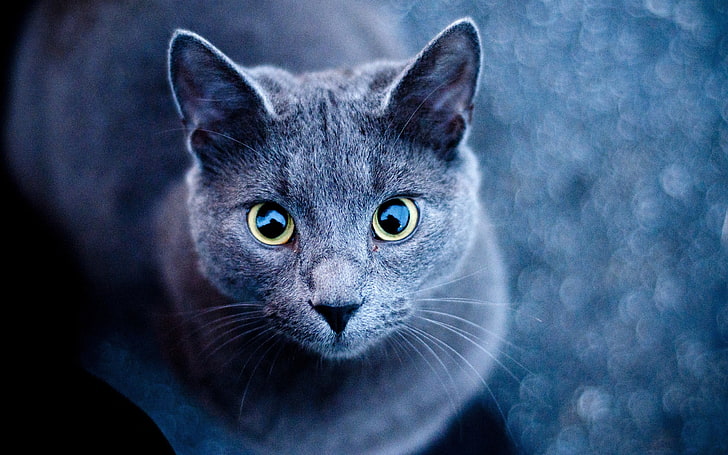 동물 고양이 러시아어 블루, HD 배경 화면