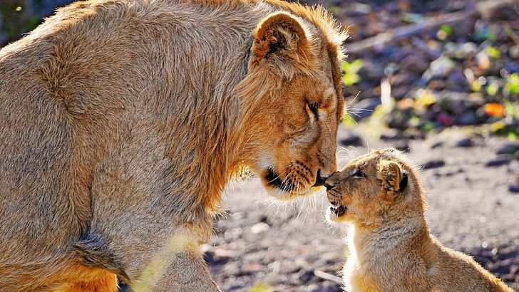 brown lion, lion, cub, caring, tender, big cats, HD wallpaper