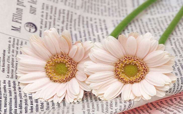เยอบีร่าบนหนังสือพิมพ์เยอบีร่าหนังสือพิมพ์อื่น ๆ ดอกไม้ 3 มิติและนามธรรม, วอลล์เปเปอร์ HD