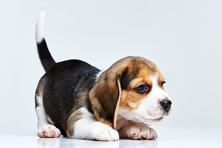 beagle, HD tapet