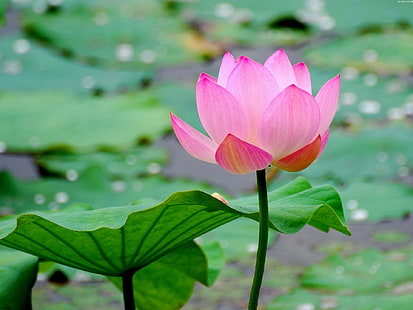 pink lotus flower, lotus, leaf, flower, pond, water, HD wallpaper HD wallpaper