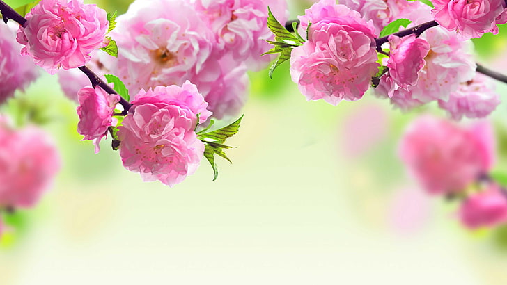 peônia, primavera, árvore florida, HD papel de parede