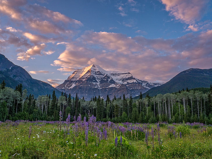 forest, trees, flowers, mountains, meadow, Canada, British Columbia, Canadian Rockies, Mount Robson, HD wallpaper