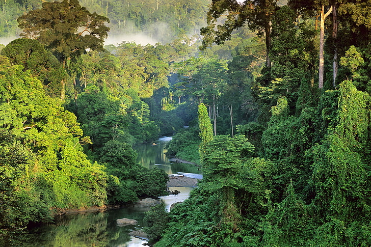 водоем и деревья, природа, пейзаж, National Geographic, деревья, Борнео, Малайзия, лес, джунгли, река, туман, тропический лес, HD обои