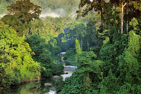 водоем и деревья, природа, пейзаж, National Geographic, деревья, Борнео, Малайзия, лес, джунгли, река, туман, тропический лес, HD обои HD wallpaper
