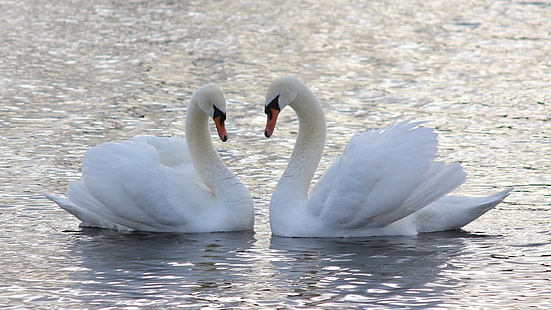 dois cisnes brancos, água, amor, um casal, cisnes, HD papel de parede HD wallpaper