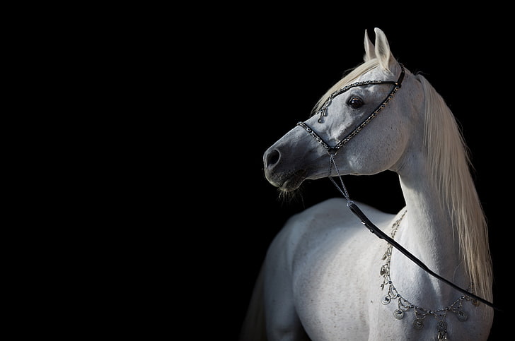 light, horse, contrast, grace, the dark background, Arab, HD wallpaper