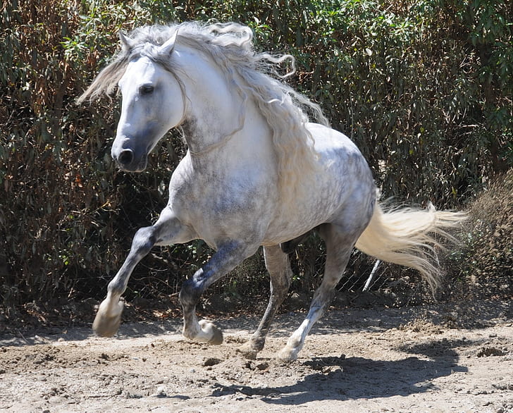 Gris moteado andaluz gris moteado andaluz 2 animales caballos caballos arte  HD, Fondo de pantalla HD | Wallpaperbetter
