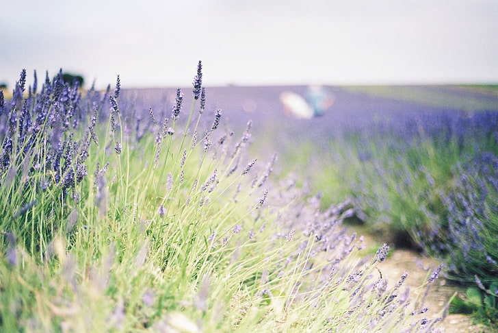 bed of lavender, greens, field, flowers, background, widescreen, Wallpaper, plant, lavender, full screen, HD wallpapers, fullscreen, HD wallpaper