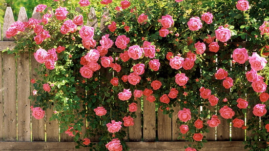 americana, beleza, escalada, rosas, HD papel de parede HD wallpaper