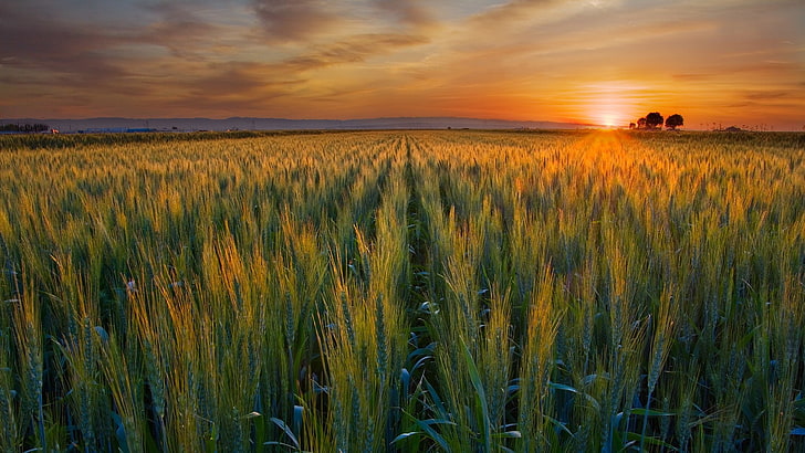 غروب الشمس حقول القمح وادي كاليفورنيا حصاد 1920x1080 Nature Fields HD Art ، الطبيعة ، الغروب، خلفية HD