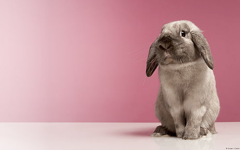 coniglio grigio, coniglio, maculato, guarda, Sfondo HD HD wallpaper