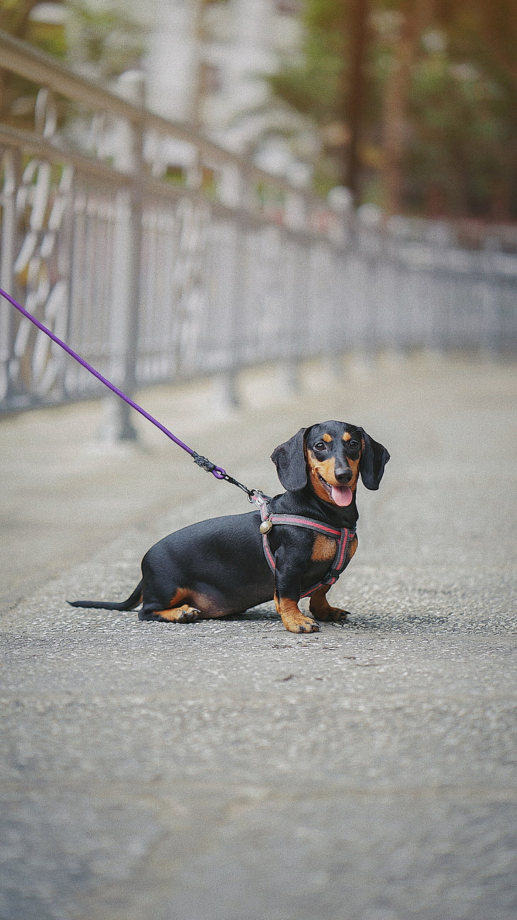 dachshund, dog, leash, walk, blur, HD wallpaper