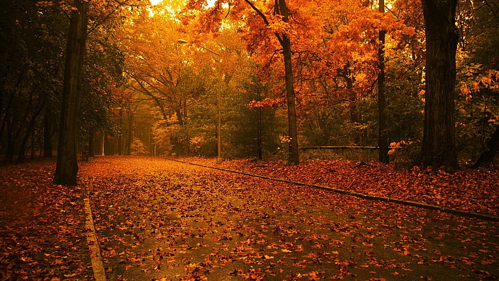 Желтое лиственное дерево, природа, дорога, листья, деревья, осень, HD обои