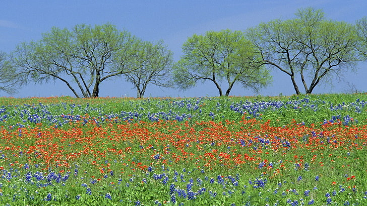 bluebonnet, fields, flowers, parks, texas, wildflowers, HD wallpaper