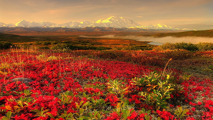 Аляска Аляска Сад Аляска BeautiFul Сад Красная роза Абстрактная фотография HD Art, Аляска, Аляска Сад, Потрясающие s, Красивый цветник, Сад, HD1080p s, HD обои