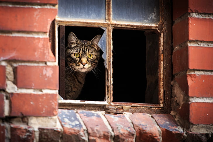 kucing, lihat, Rumah, jendela, Wallpaper HD