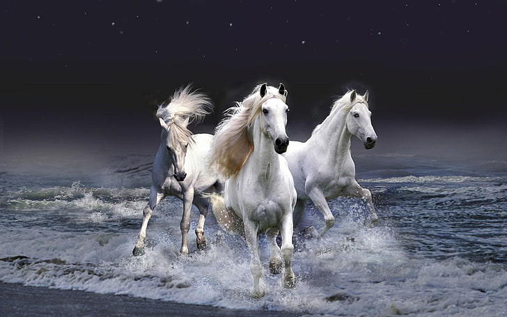 美しい白い馬、3つの白い馬、動物、馬、美しい、白、馬、 HDデスクトップの壁紙