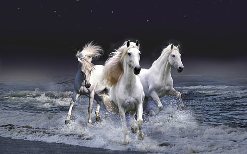 Kuda Putih Cantik, tiga kuda putih, Hewan, Kuda, indah, putih, kuda, Wallpaper HD HD wallpaper