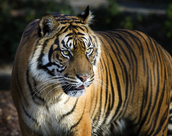 4K, бенгалски тигър, голям тигър, 8K, HD тапет