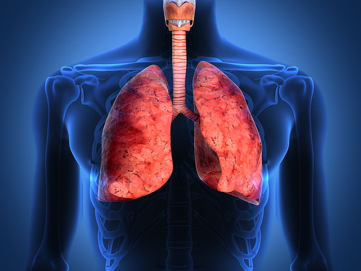 lungs, respiratory tract, human body, HD wallpaper