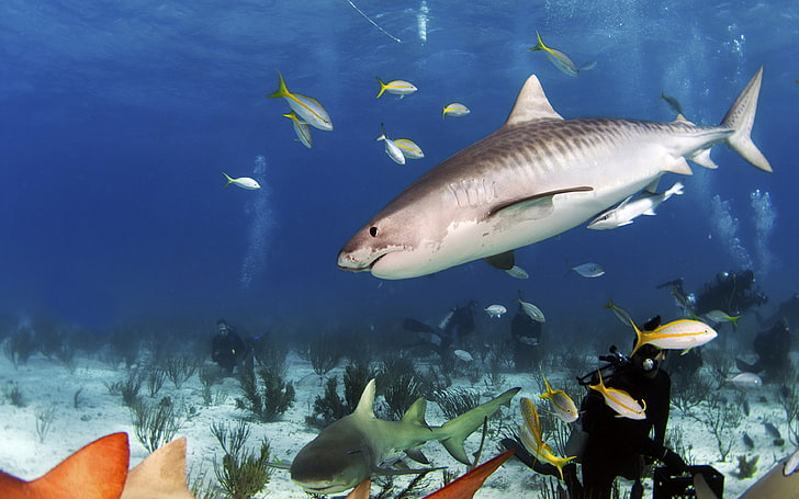 Sand Tiger Shark Ocean Underwater World Sharks Reef Fish Wallpaper Hd, HD wallpaper