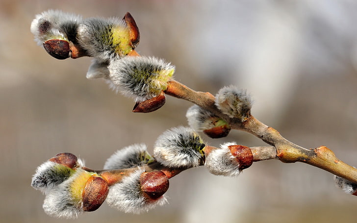 gray pussy willow flowers, willow, branch, flowers, HD wallpaper