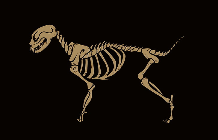 скелет, кот, кости, минимализм, чёрный фон, HD обои