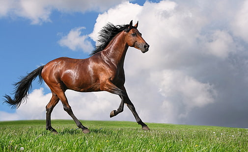 Бегущая лошадь, коричневая лошадь, животные, лошади, бег, бег, HD обои HD wallpaper