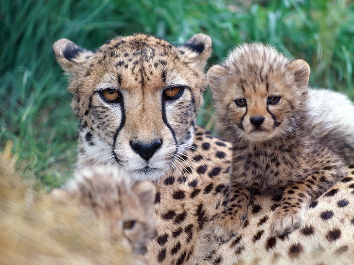 Детеныш гепарда, взрослый коричневый леопард и детеныш, животные, гепарды, HD обои