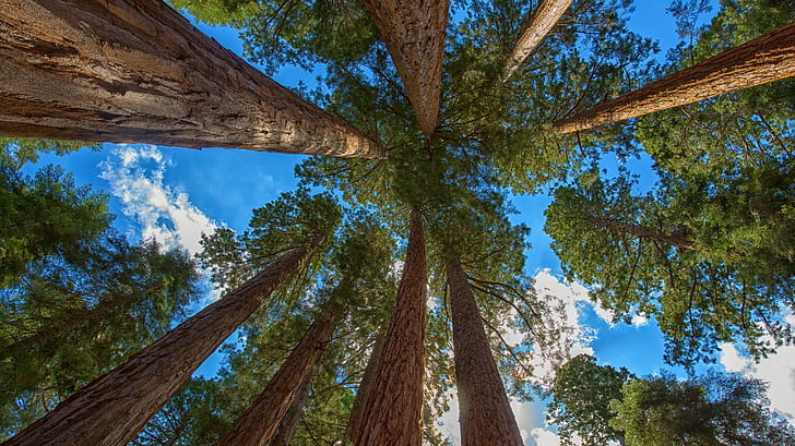 Sequoia, sequoia, albero verde, albero, foresta, sequoia, sequoia, Sfondo HD