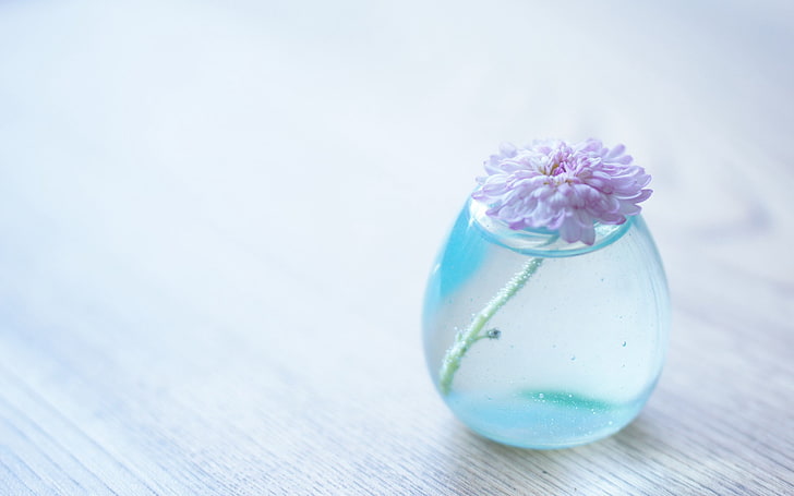 white flower, flower, bank, glass, vase, HD wallpaper