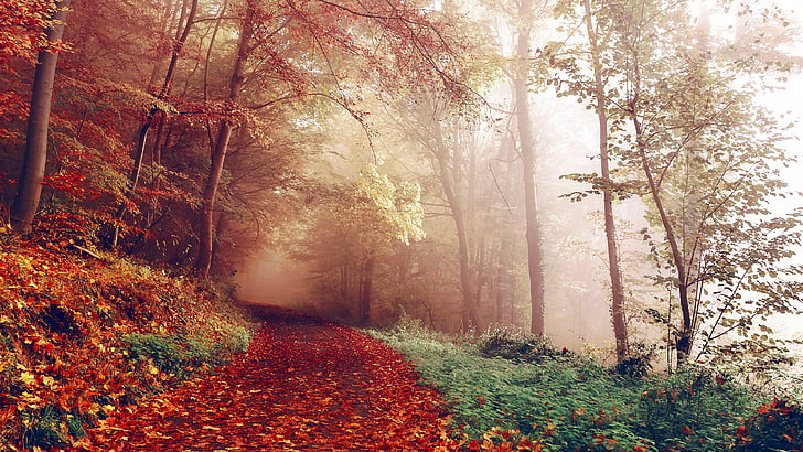 forest path, woodland, leaves, autumn, forest, deciduous, tree, sunlight, path, foggy, fog, branch, grass, HD wallpaper