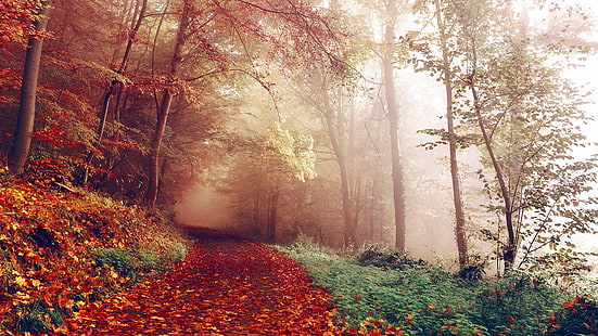 ścieżka leśna, las, liście, jesień, las, liściaste, drzewo, światło słoneczne, ścieżka, mglisty, mgła, gałąź, trawa, Tapety HD HD wallpaper