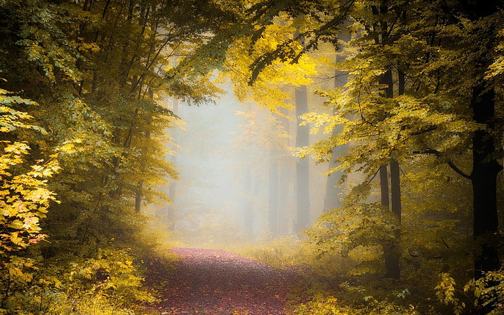 nature, landscape, fall, path, forest, mist, morning, trees, leaves, sunlight, HD wallpaper