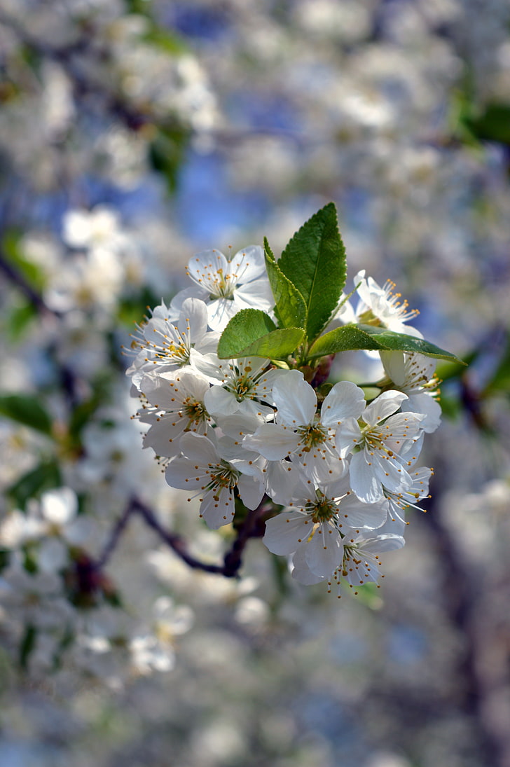 бели цветя, размазани, пролет, цветя, природа, HD тапет, тапет за телефон