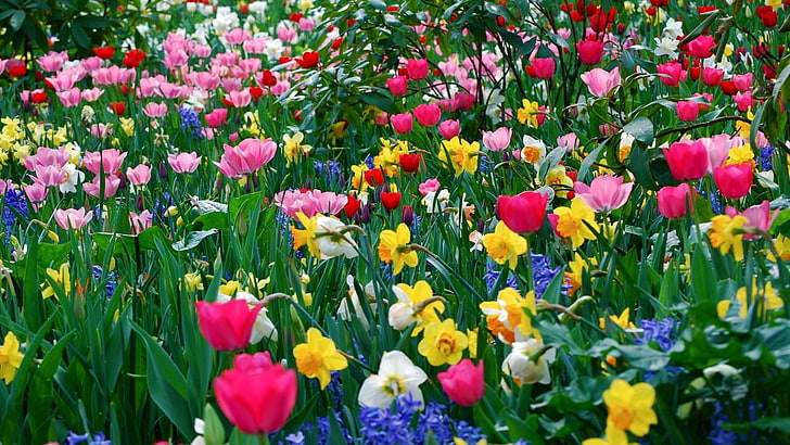 пролет, градина, цветя, лале, зюмбюл, нарцис, нарцис, HD тапет