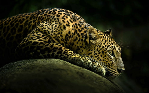 jaguarlar, hayvanlar, HD masaüstü duvar kağıdı HD wallpaper