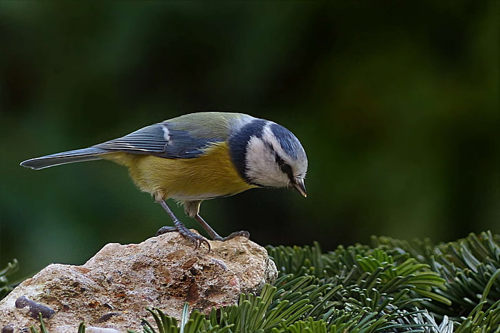 burung, tit biru, cyanistes caeruleus, mencari makan, taman, tit, Wallpaper HD