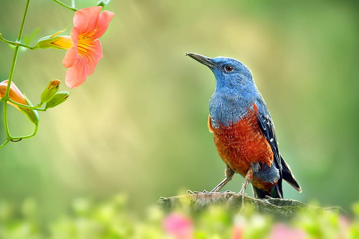 Птица, градина, клон, синя и оранжева птица, птица, градина, клон, цветя, макро, природа, HD тапет
