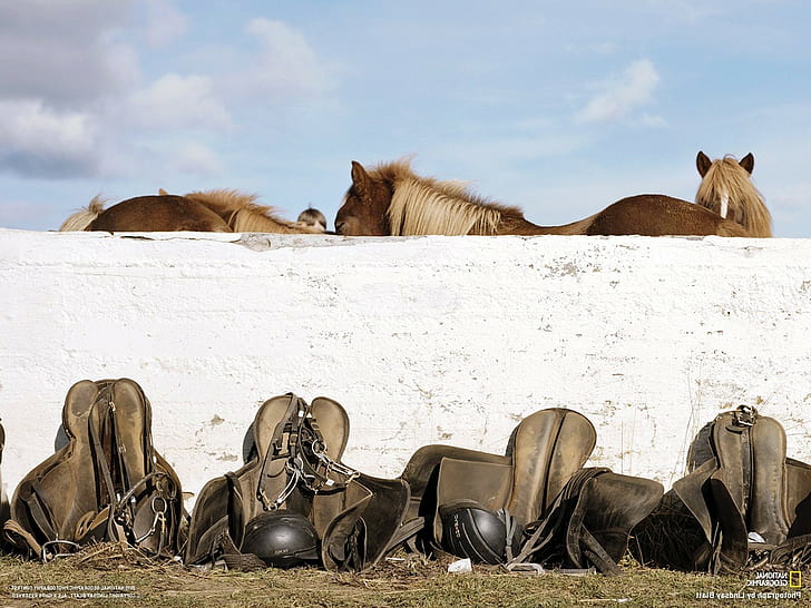 馬の壁動物ナショナルジオグラフィック、 HDデスクトップの壁紙