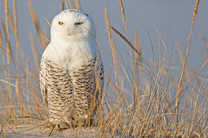white owl, sand, grass, owl, bird, spikelets, white, polar, HD wallpaper