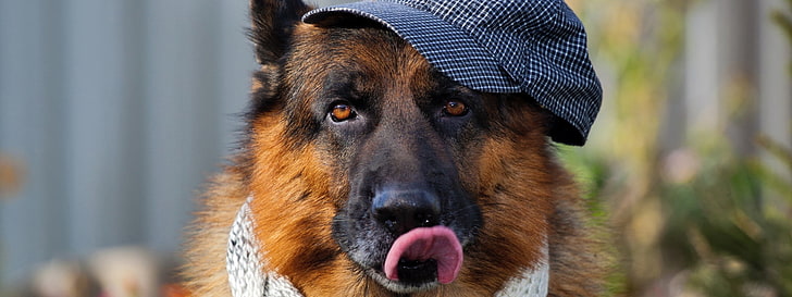 Chiot berger allemand noir et feu, chien, langues, chapeau, animaux, affichage multiple, Fond d'écran HD