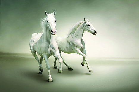 dwa białe konie, koń, bieg, para, Tapety HD HD wallpaper