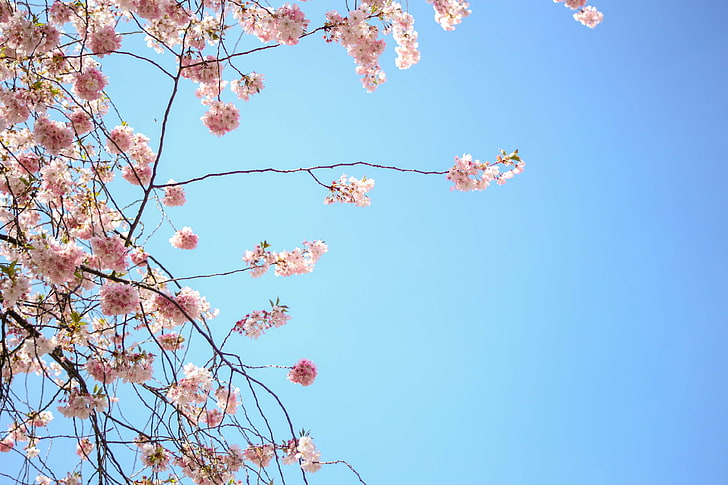 blossom, blue, blue sky, blume, cherry, cherry blossom, flower, flowers, pink, recal media, romantic, sky, spring, springtime, summer, HD wallpaper