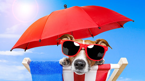 dog, red umbrella, jack russel terrier, umbrella, terrier, dog breed, fun, funny, sun-bathe, vacation, leisure, summer, summertime, pet, HD wallpaper HD wallpaper
