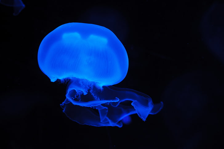 animals, blue, dark, glowing, jellyfish, underwater, HD wallpaper