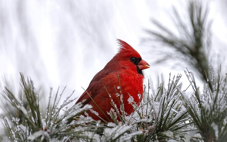 Cardinal Bird, cardinal, red bird, HD wallpaper