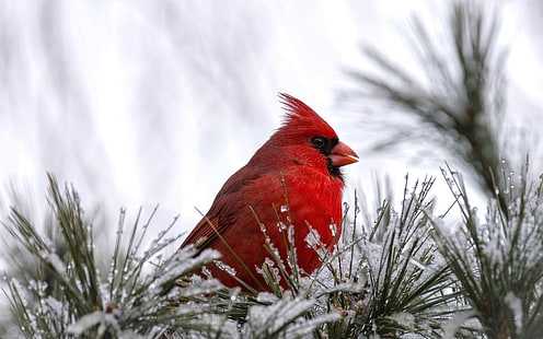 Cardinale Bird, cardinale, uccello rosso, Sfondo HD HD wallpaper