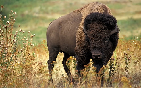 brown bison, buffalo, horn, grass, flowers, HD wallpaper HD wallpaper